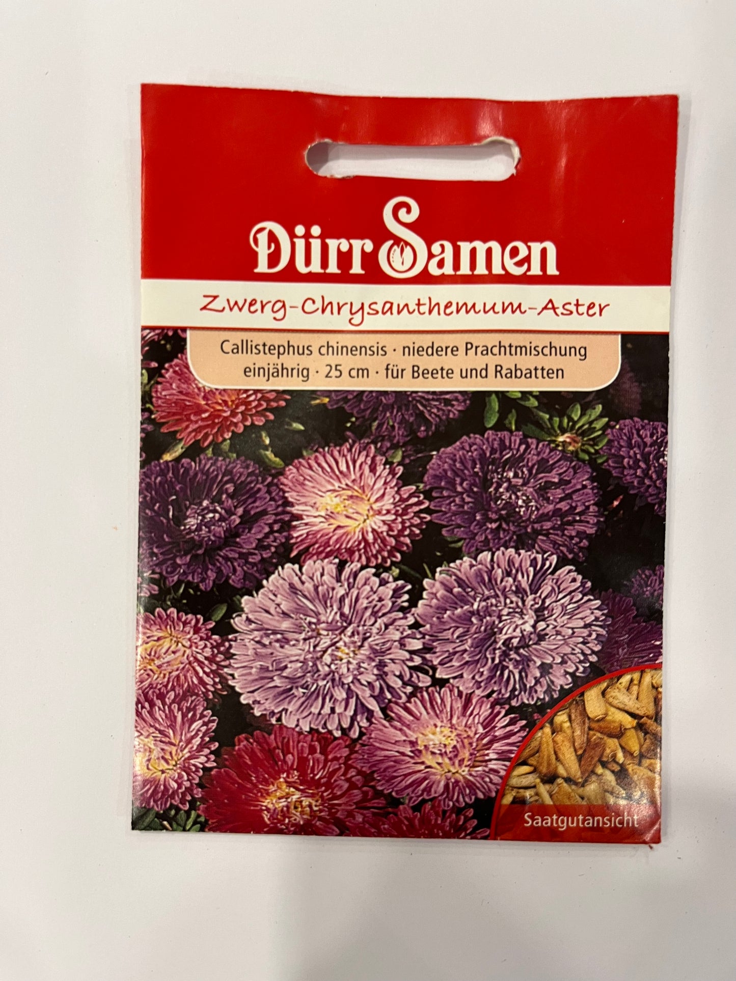 Zwerg-Chrysanthemum-Aster