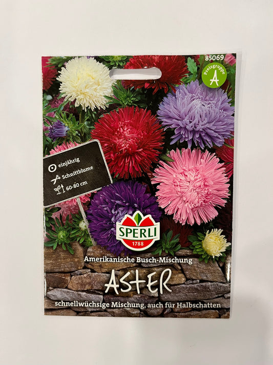 Aster Anerikanische Busch-Mischung