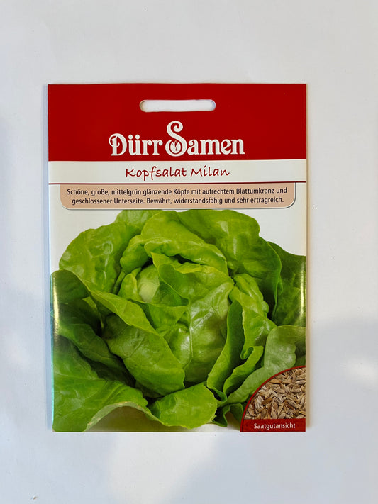 Kopfsalat Milan