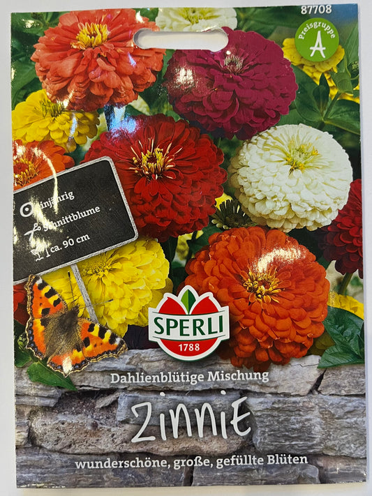 Zinnie Dahlienblütige Mischung