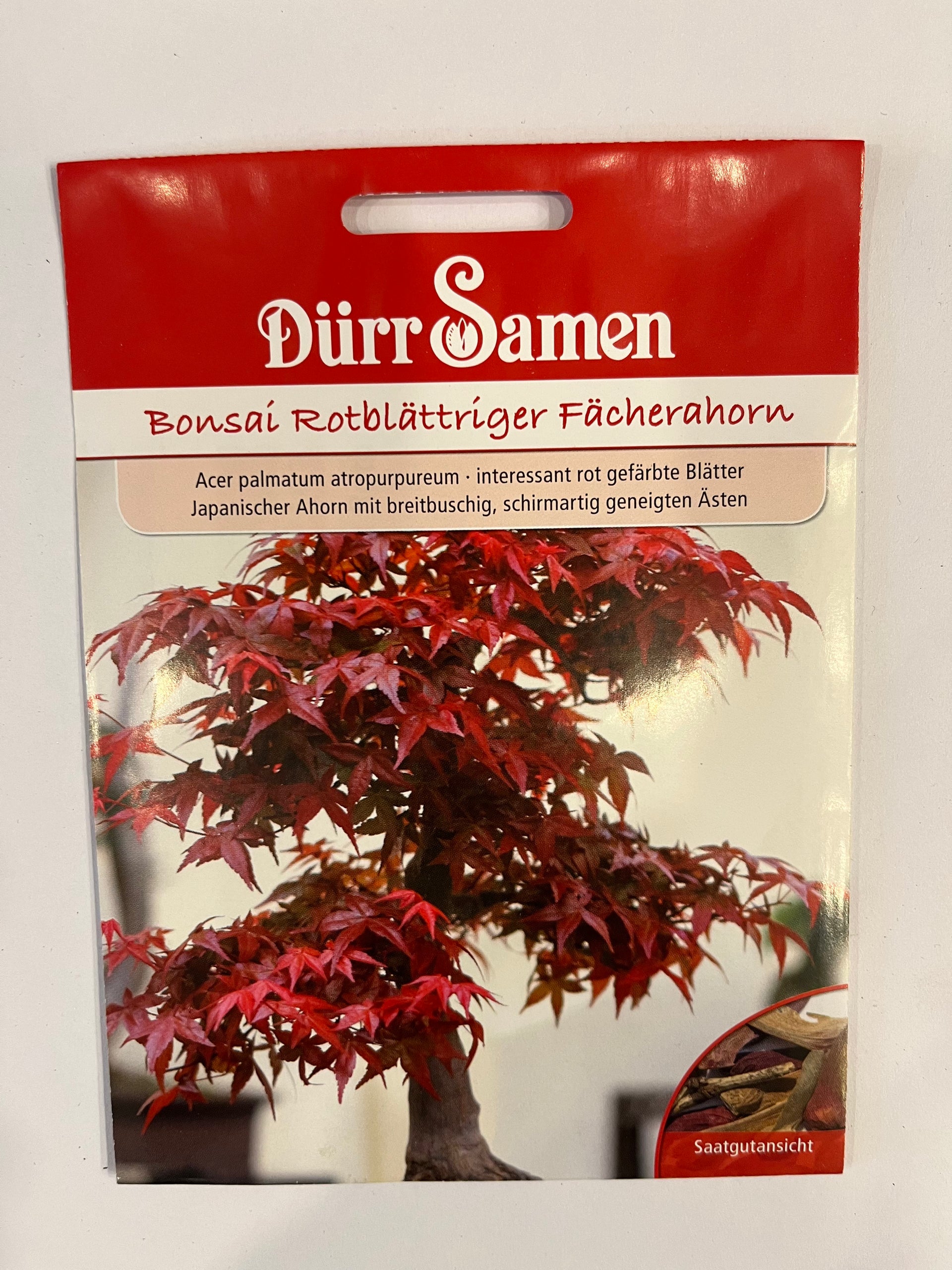Bonsai, Rotblättriger Fächerahorn – Samenhandlung Schmitz