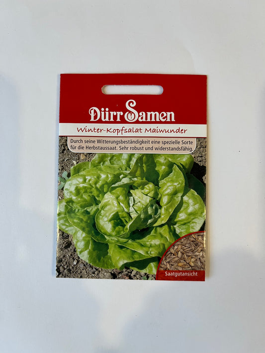 Winterkopfsalat Maiwunder