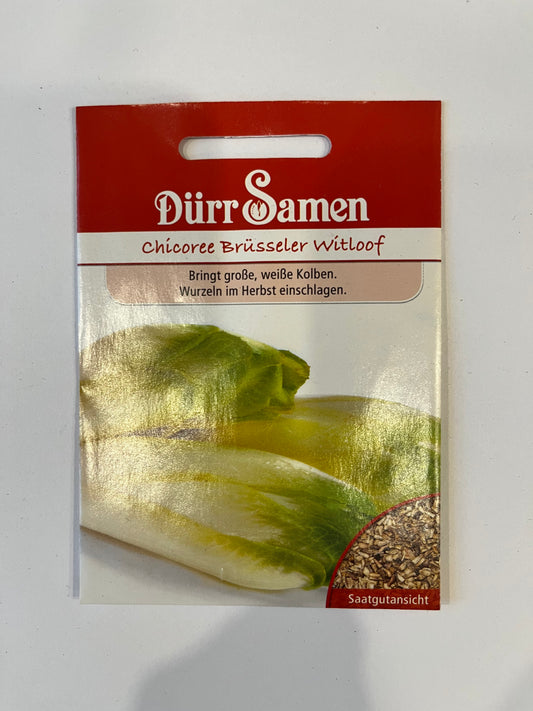 Chicorée Brüsseler Witloof